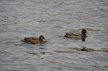 ducks in the water