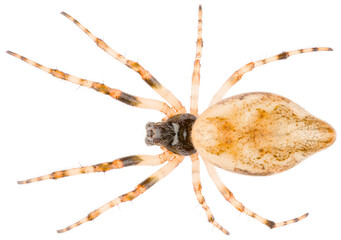 The Cyclosa conica spider a species of an orb weaver spider in the family Araneidae spiders. Orb-weaver spider isolated on white background.