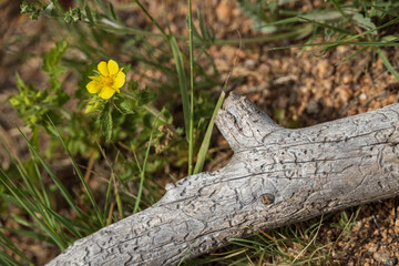 Fototapeta na wymiar Yellow wildflower next to tree limb on ground