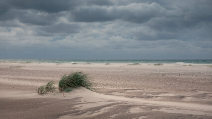 Obraz premium Green grass on sand beach and ocean at coast in Denmark, clouds in sky.