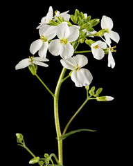 Fototapeta na wymiar Flowers of arabis, isolated on black background