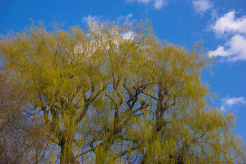 Mature yellow tree