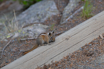 Chipmunk sitting on a log by a rock