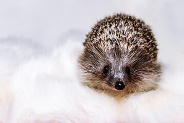 Male white-breasted hedgehog on a light background.
A half-year-old hedgehog saved from death looks at the camera. Pets. Wildlife rescue. Predatory animals living at home. Cute animals.