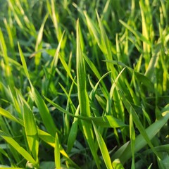 green grass background
