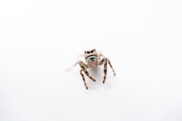 spider on white background