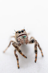 spider on white background