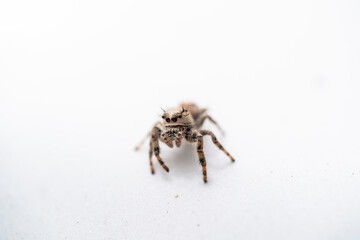 spider on white background