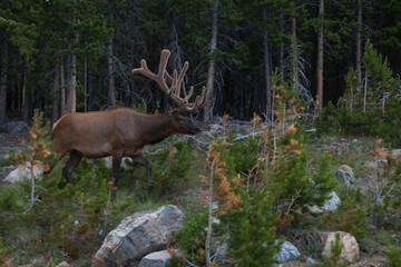 Bull elk grazing
