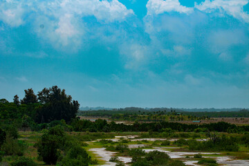 Overlook of a Marsh Swampland 
