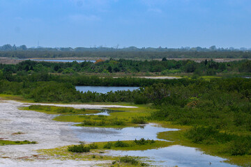 Fototapeta na wymiar Swamp Wetlands Scene