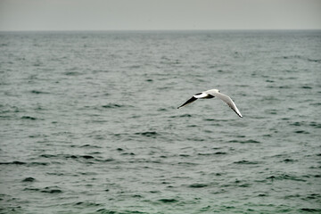 Single seagull flying above the sea of mudanya bursa during overcast and rainy day.