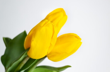 Yellow tulips on a light background. Spring image with text space