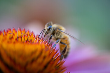 bee on a flower