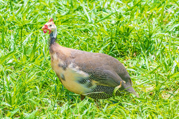 Gray helmeted guineafowl bird on the green grass. Locally called of Galinha da Angola, brazilian birds, photo taken at Minas Gerais state.