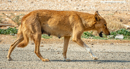 wolf in the wild