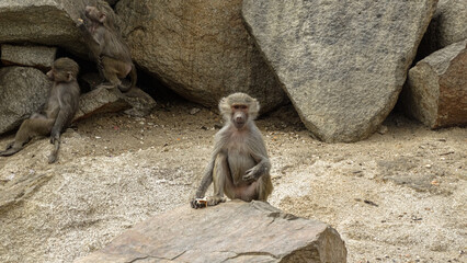 baboon sitting on a rock