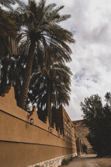 Palm trees next to lanterns
