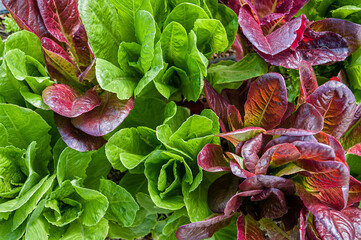 An overhead view of several rows of red and green lettuce which create a fun alternating pattern.