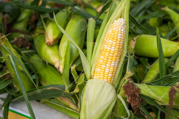 An ear of corn with the husk pulled back to show the sweet kernels inside.