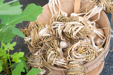 Bushel basket of garlic with the dried tops twisted into interesting patterns.