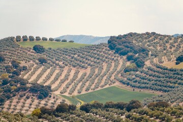 View of olive groves and cereal plantations with some isolated holm oaks, in Andalusia