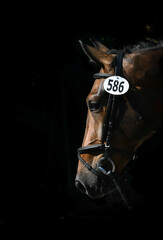 Fototapeta premium Horse Portraits Luxury Equine Beautiful Black Background