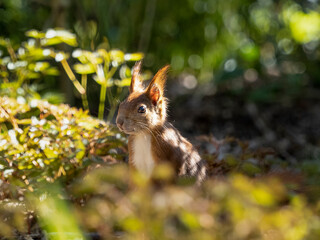 squirrel in the park