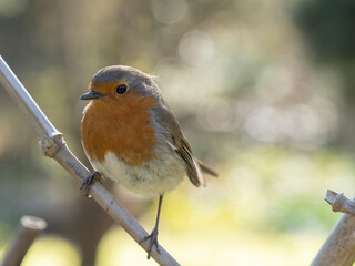 robin perched on a fence