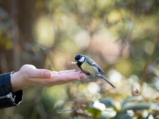 bird in the hand