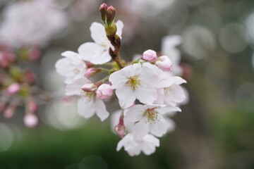 Fototapeta na wymiar South Korea, Seoul, Jangji-dong, cherry blossoms, 한국, 서울, 장지동, 벚꽃