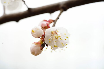 South Korea, Seoul, Jangji-dong, cherry blossoms, 한국, 서울, 장지동, 벚꽃