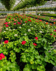 Fototapeta na wymiar Blooming Gernaiums and other nursery plants in a greenhouse near Woodburn Oregon.