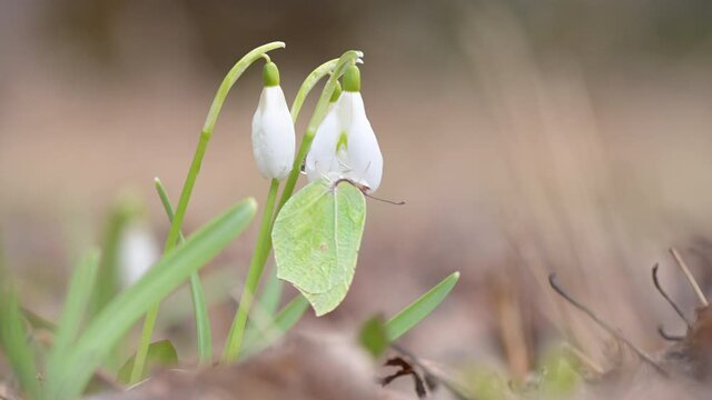 Common brimstone (Gonepteryx rhamni) butterfly resting on Snowdrop flower (Galanthus nivalis)