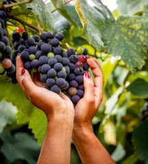 Obraz premium hand of young woman picking the grapes from the vineyard in the valley of the vineyards brazil