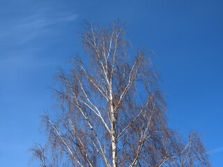 Leafless birch tree in early spring against bright blue sky