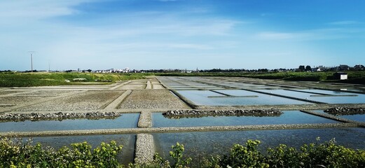 rice field