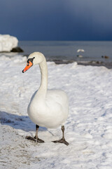 Obraz premium Swan at the Polish seaside