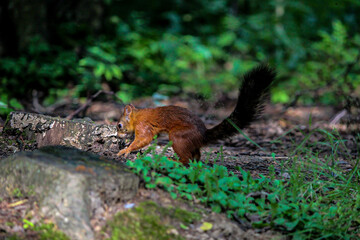 Fototapeta premium squirrel in the forest