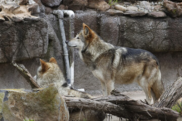 Mexican Gray Wolf. 2 wolves. One standing, One laying.