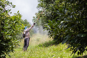Worker sprays organic pesticides on avocado plants