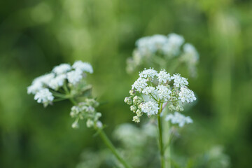 Small delicate white wild flowers on green grass background in springtime. Selective soft focus. Close up.