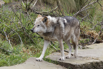 Fototapeta premium Mexican Gray Wolf.