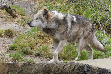 Fototapeta premium Mexican Gray Wolf.
