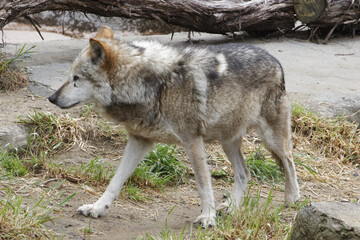 Mexican Gray Wolf.
