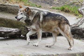 Mexican Gray Wolf.