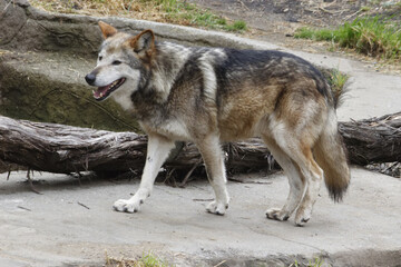Mexican Gray Wolf.