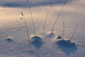 Snow-covered field in bluish-pink lighting in the evening. Dry grass sticks out of the snow. Winter...