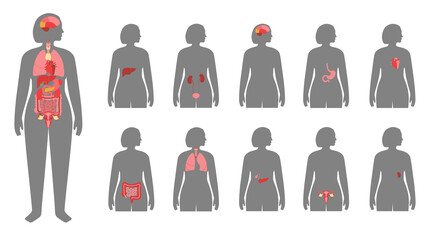 Human internal organs
