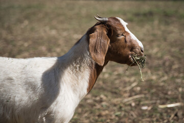 Goat on a farm eating hay